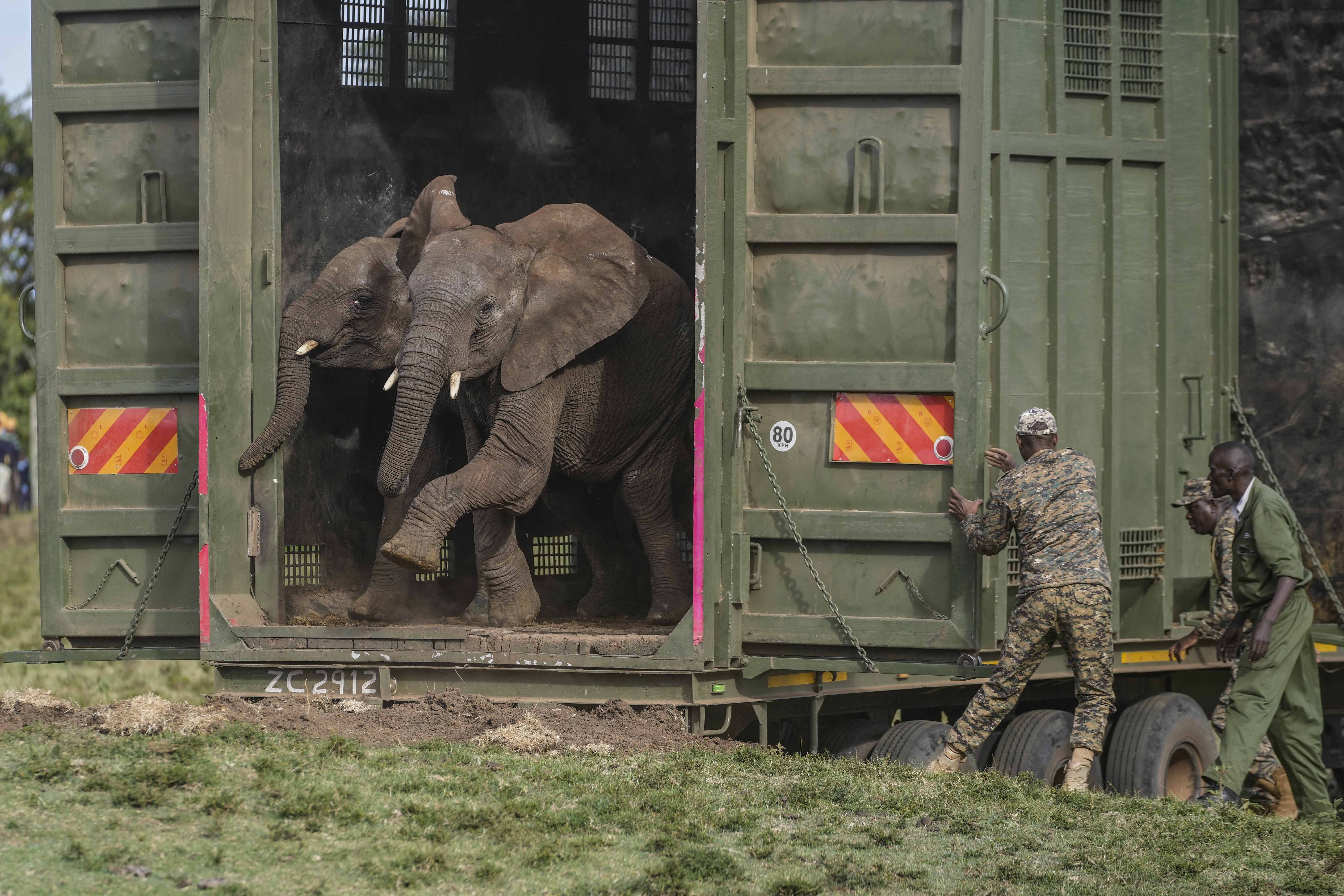 Kenya Wildlife Service rangers and capture team release five elephants at Aberdare National Park, located in central Kenya Monday, Oct. 14