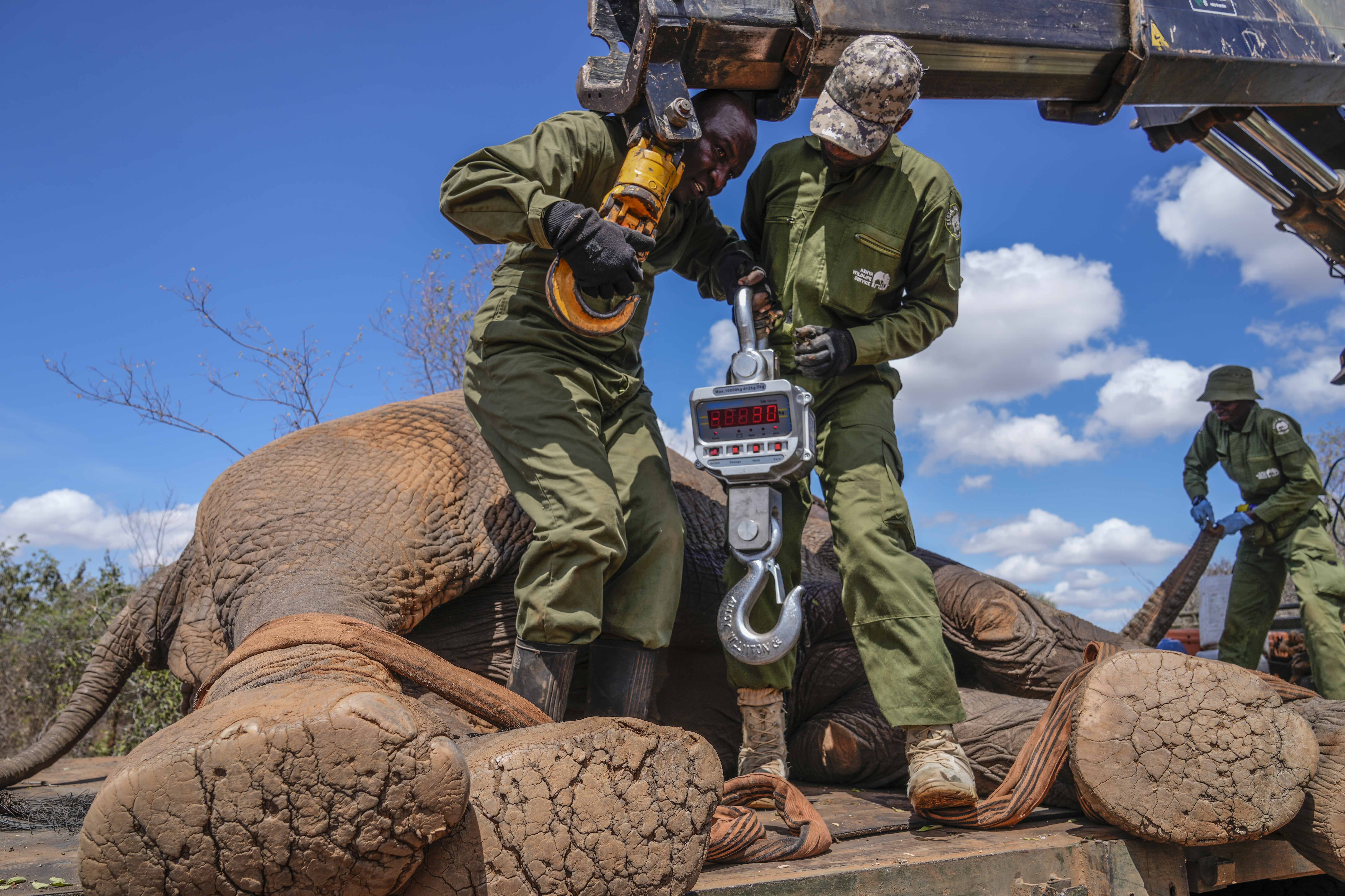 Kenya Wildlife Service rangers and capture team weigh an elephant at Mwea National Park, east of the capital Nairobi, Kenya Monday, Oct. 1