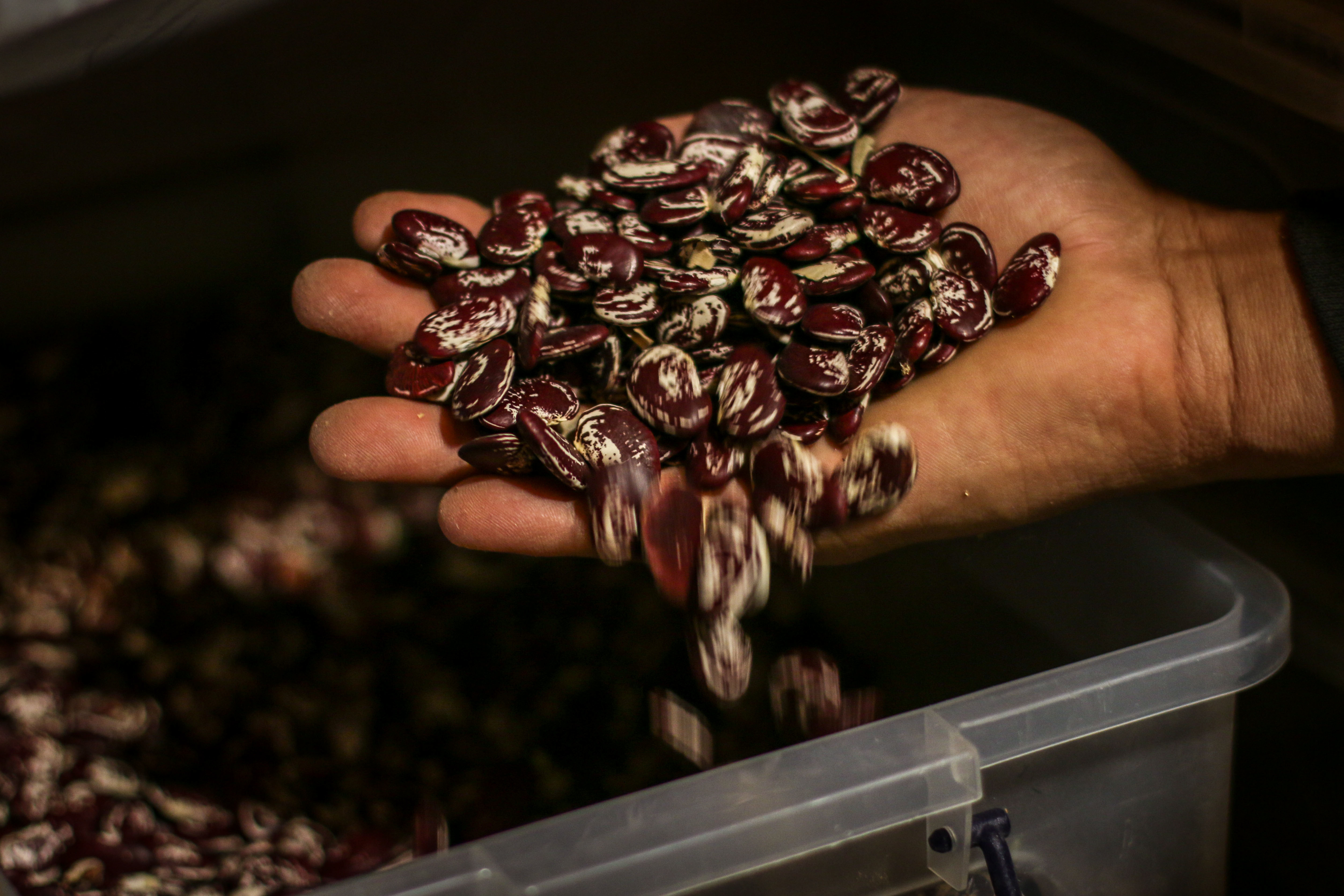 A local variety of cranberry beans stored in Buzuruna Juzuruna’s seed library