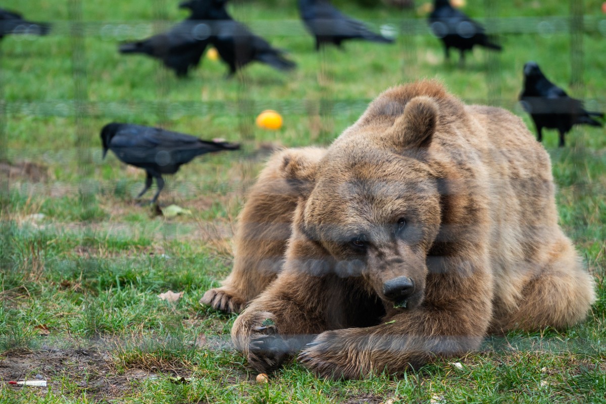 Romania sanctuary seeks to save bears as hunting resumes