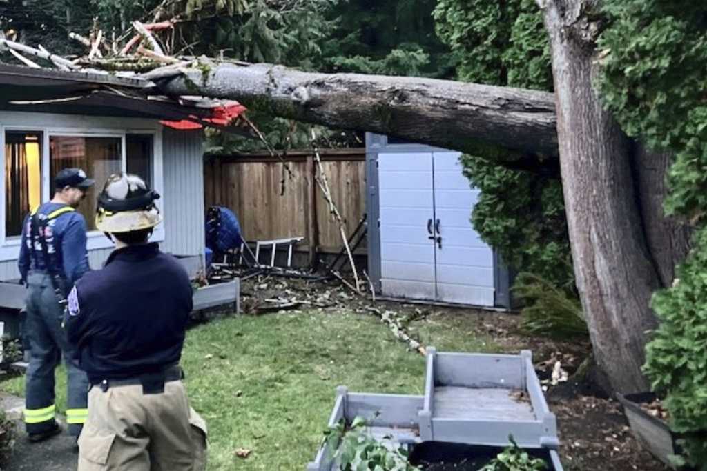 Emergency workers survey damage from a fallen tree