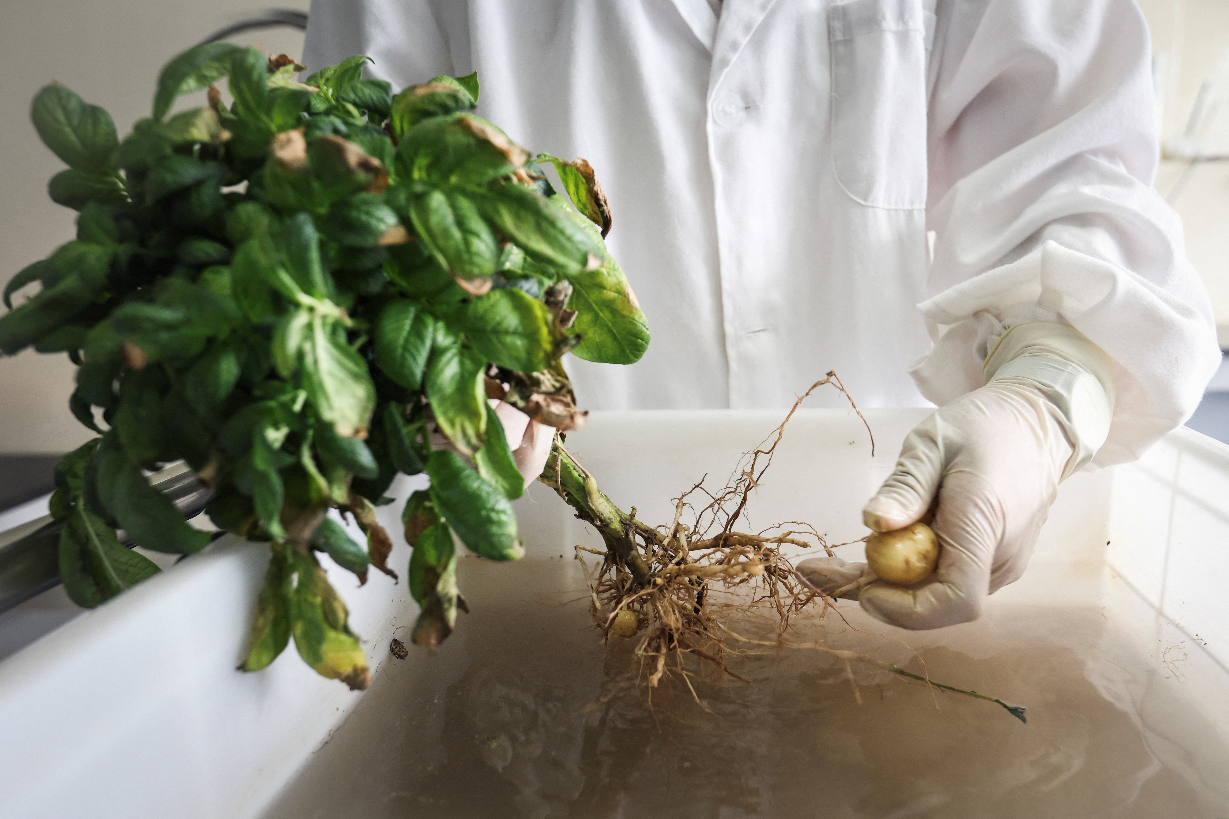Scientists in China rush to climate-proof potatoes