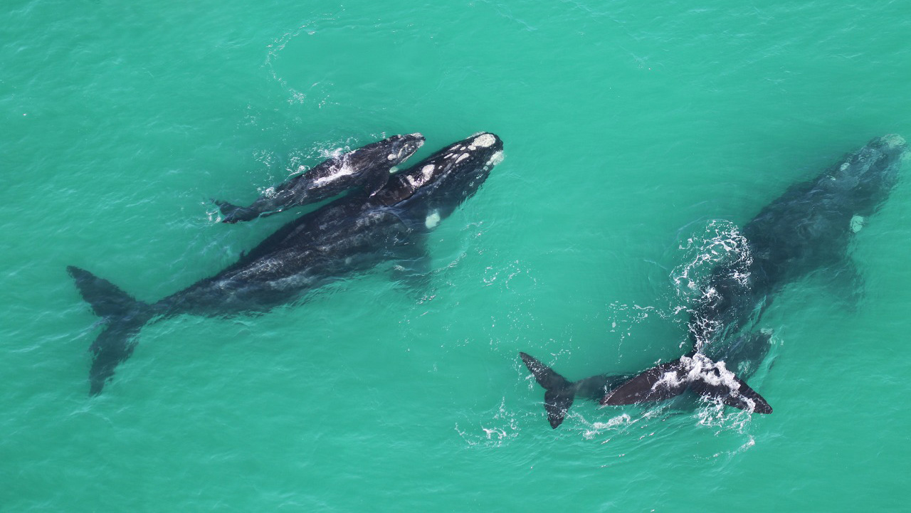 An aerial view of southern right whales in Hermanus, South Africa [Courtesy of the Whale Unit at the University of Pretoria&rsquo;s Mammal Research Institute]