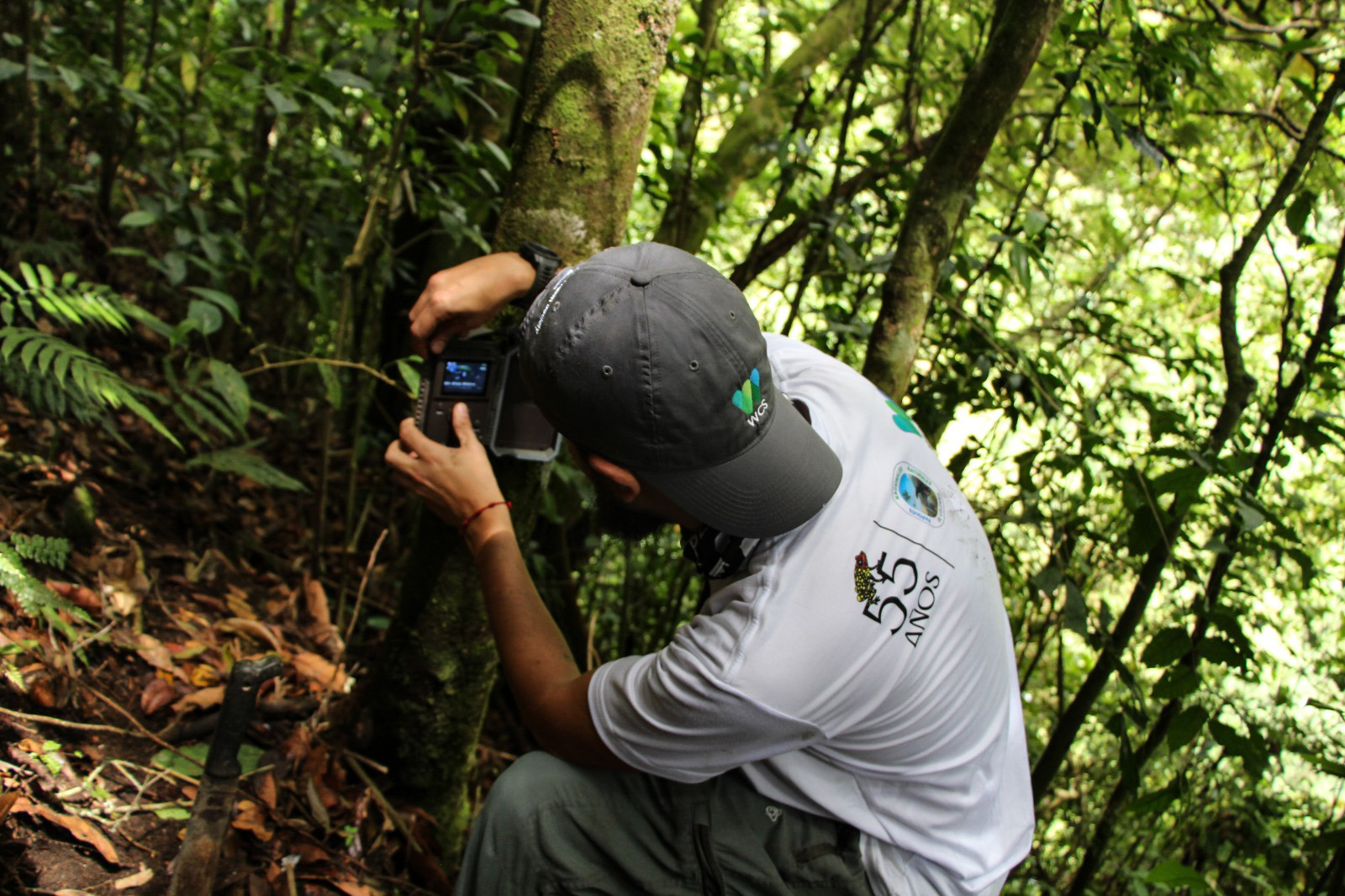 The wildlife organisation WCS places cameras on the farmers’ land to monitor the presence of spectacled bears [Courtesy of the Wildlife Conservation Society (WCS]
