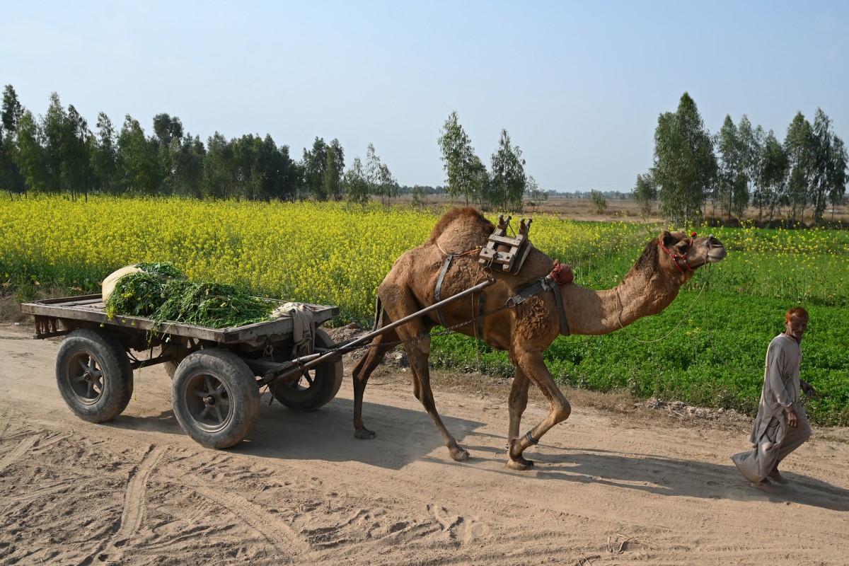 Pakistan beekeepers widen pursuit of flowers