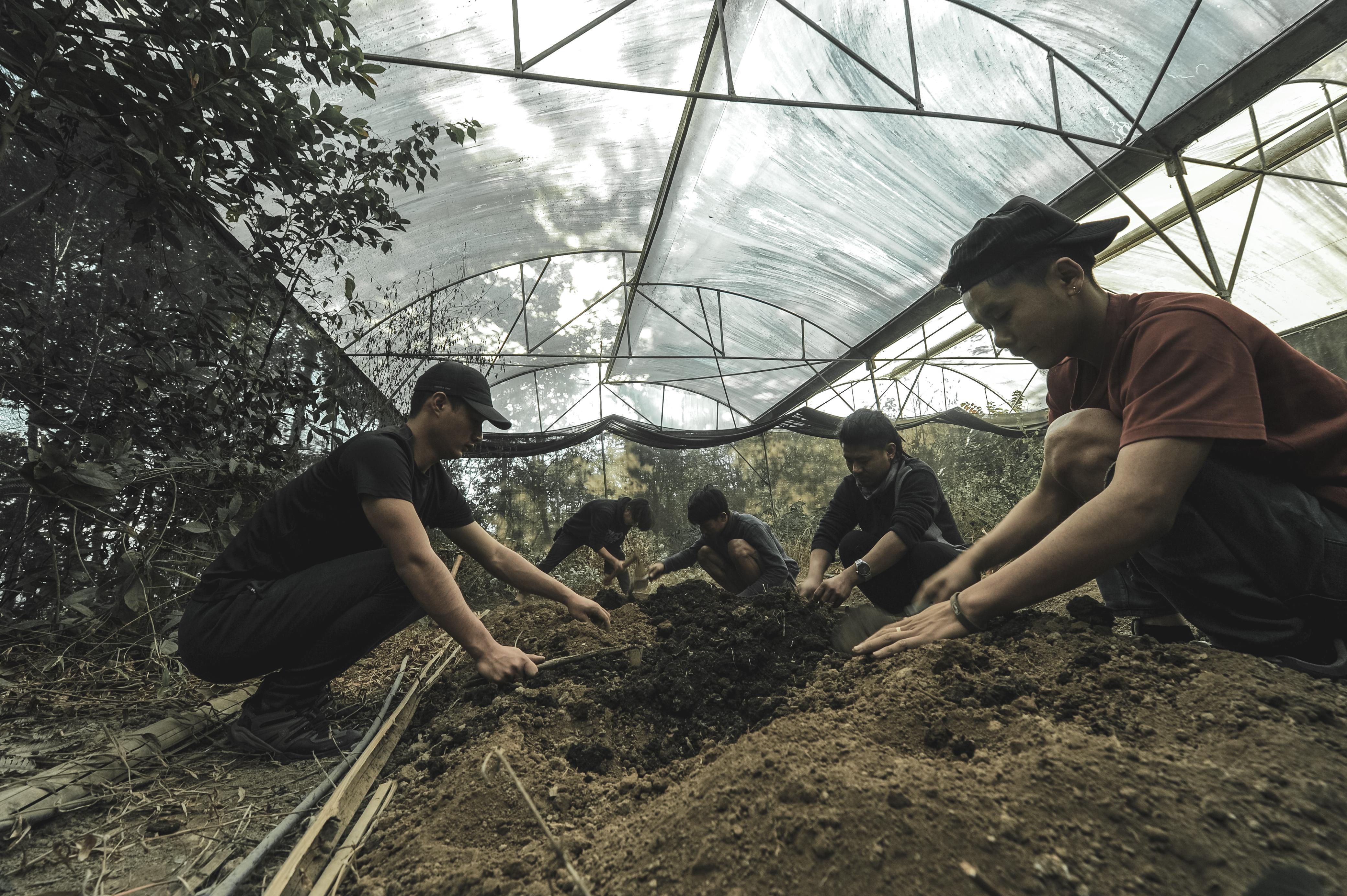 Coffee cultivation in Nagaland in northeast India [Courtesy Ete Coffee]