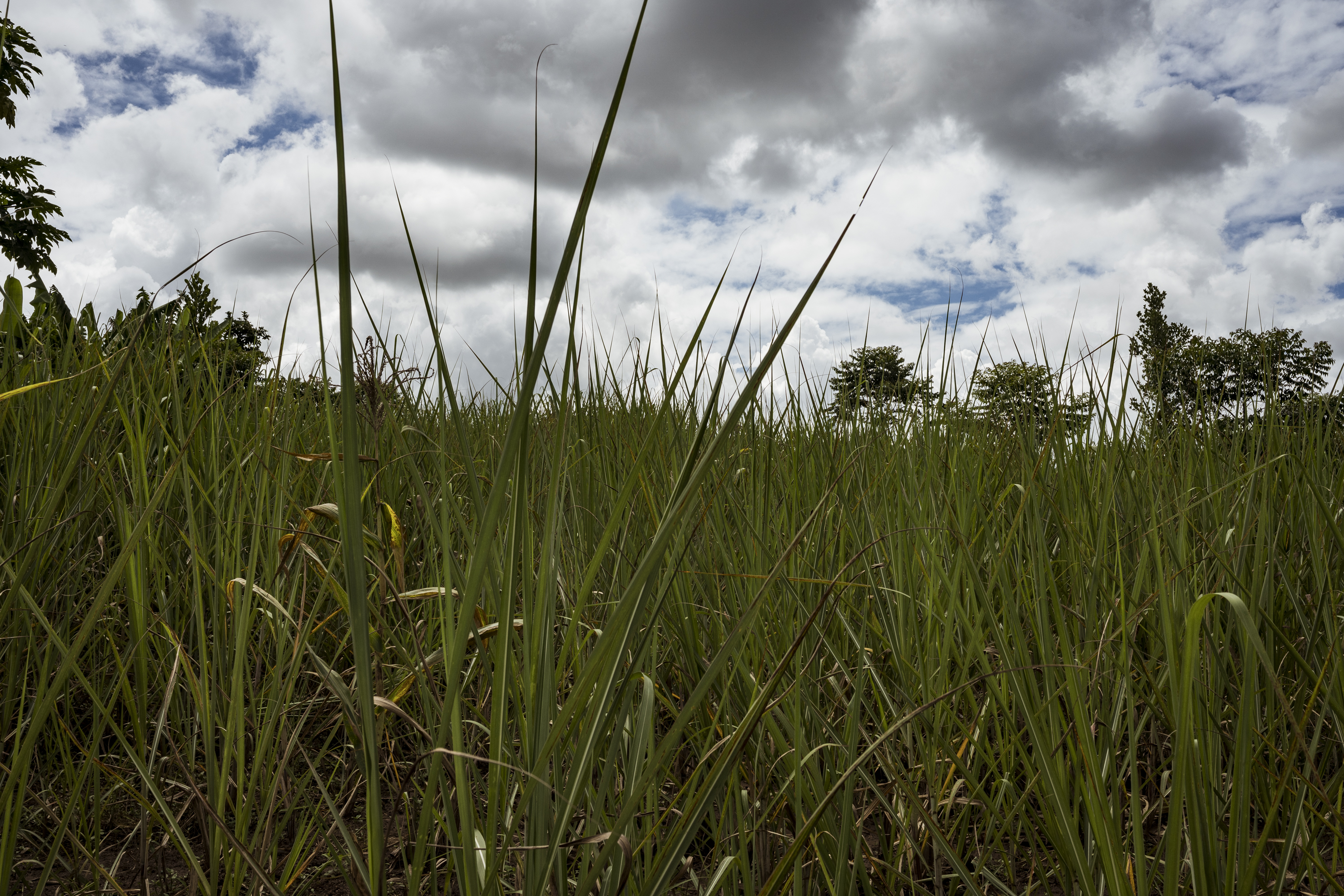 Busede, Uganda. The fields surrounding 13-year-old Janet Akwatulira's home. Janet was raped by a neighbour amongst these fields. He has since fled the village. [Christopher Hopkins/Al Jazeera]
