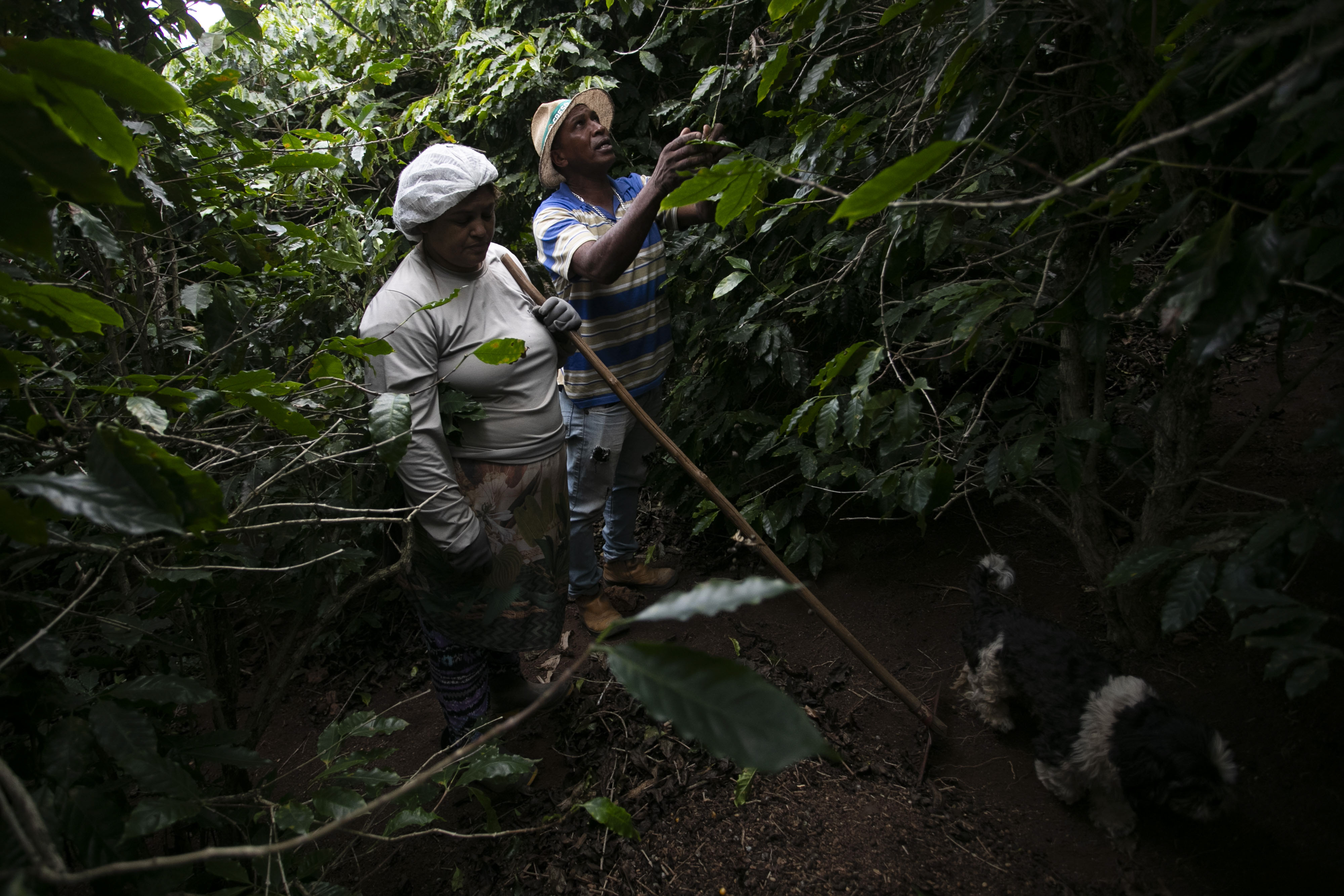 Coffee producer Jose Natal da Silva, right, and his wife Fernanda Marssola harvest coffee beans on their farm
