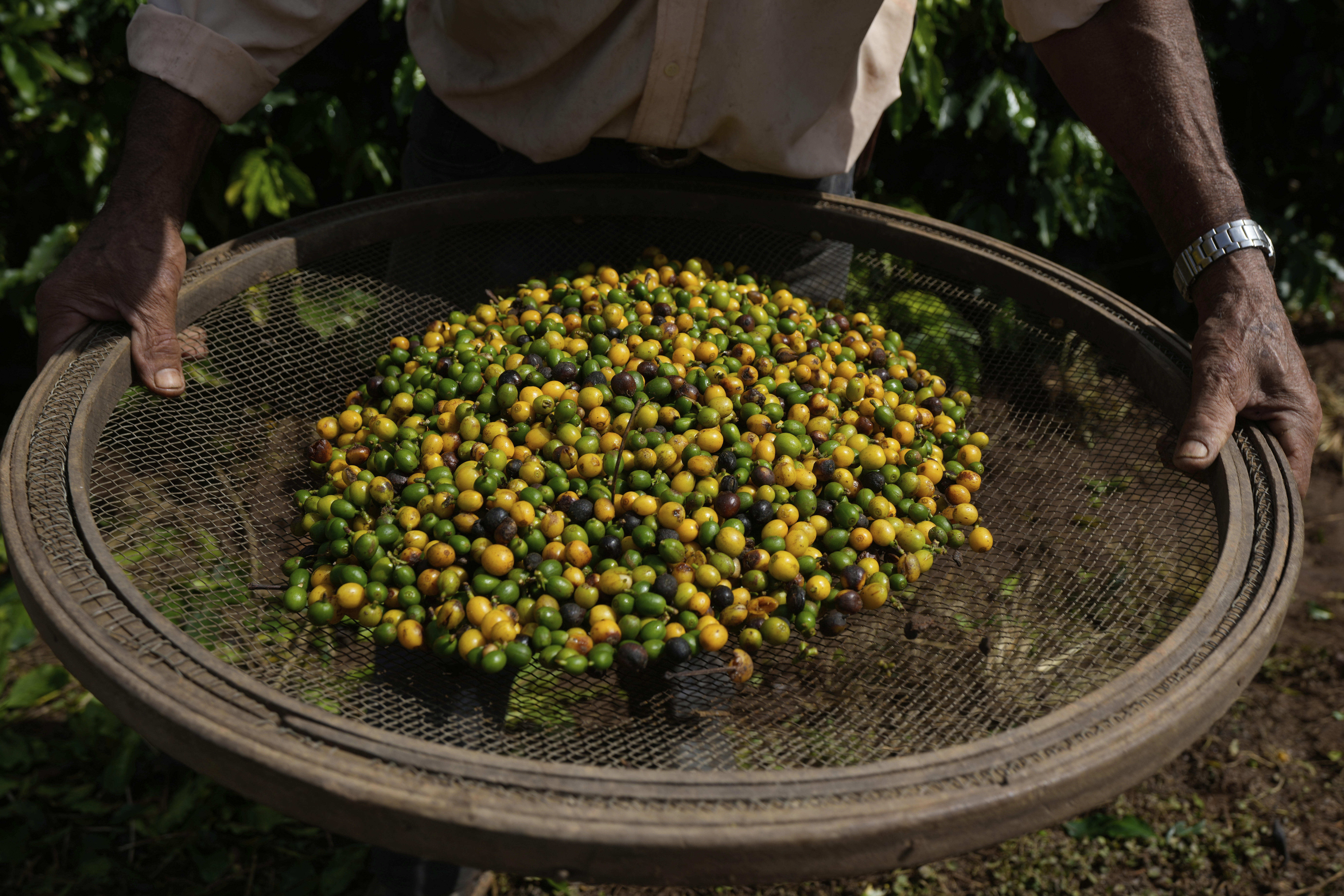 A farm employee holds coffee berries during the coffee harvest
