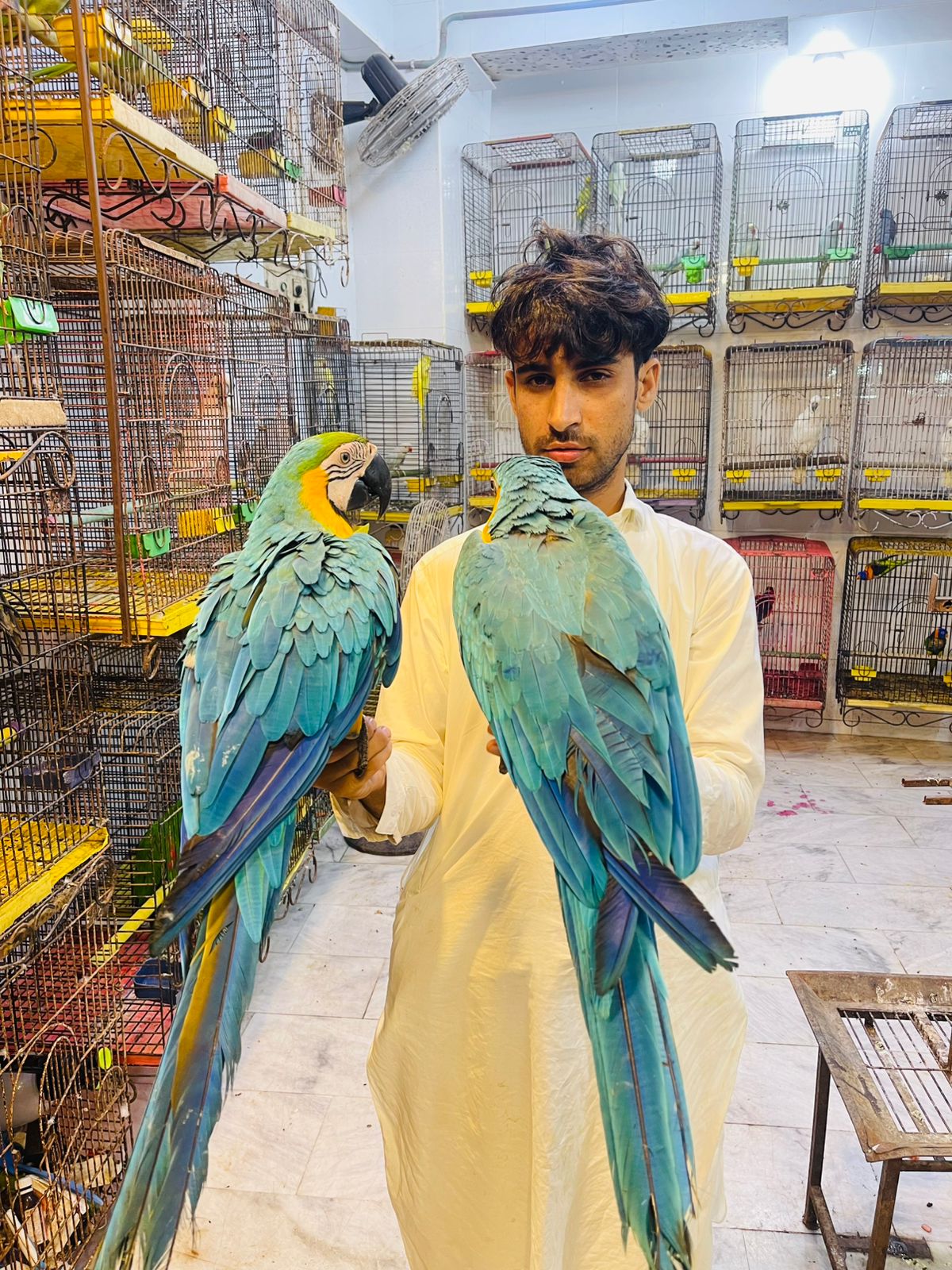 Rozi Khan parrot shop