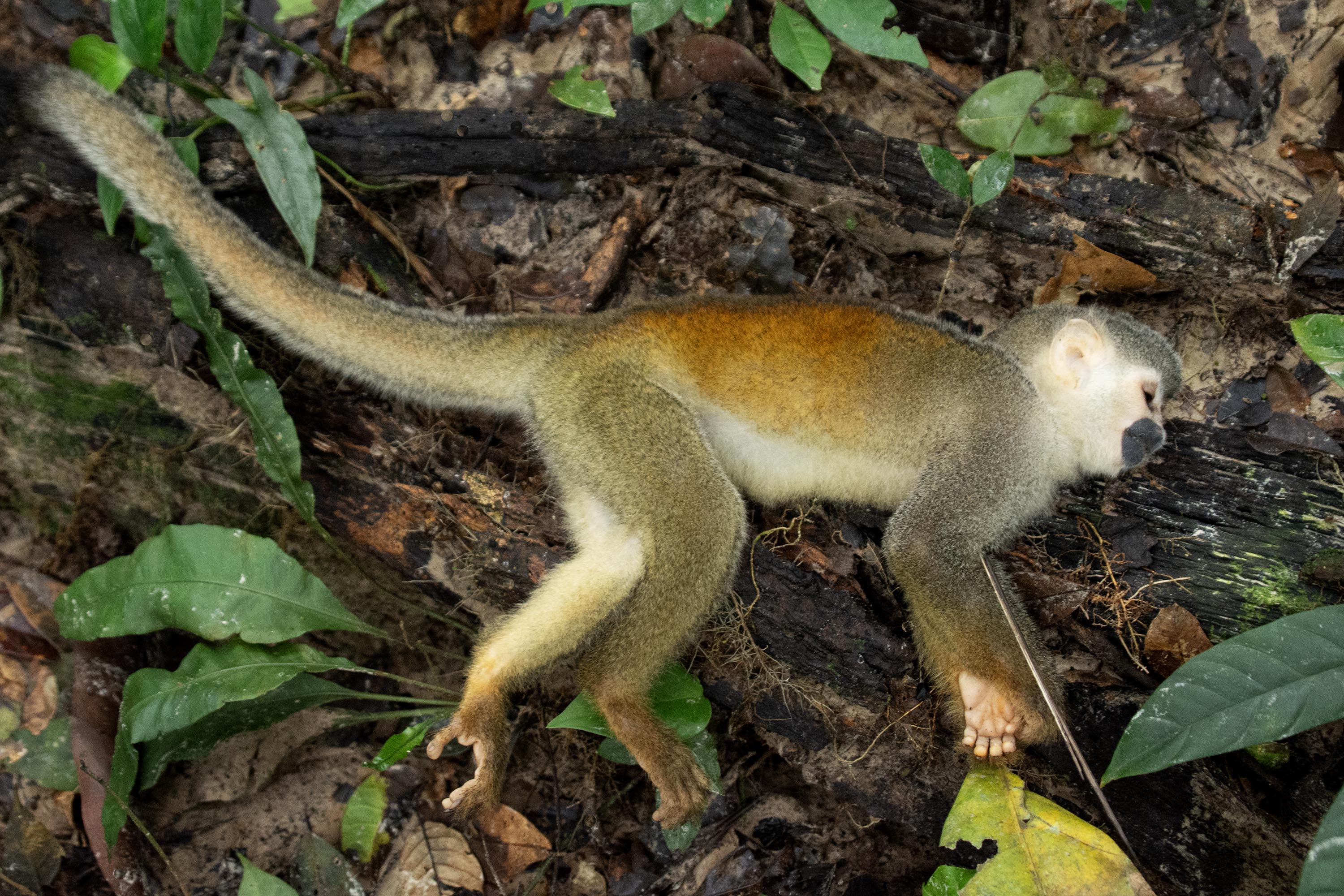 A dead monkey on the ground in the Colombian Amazon