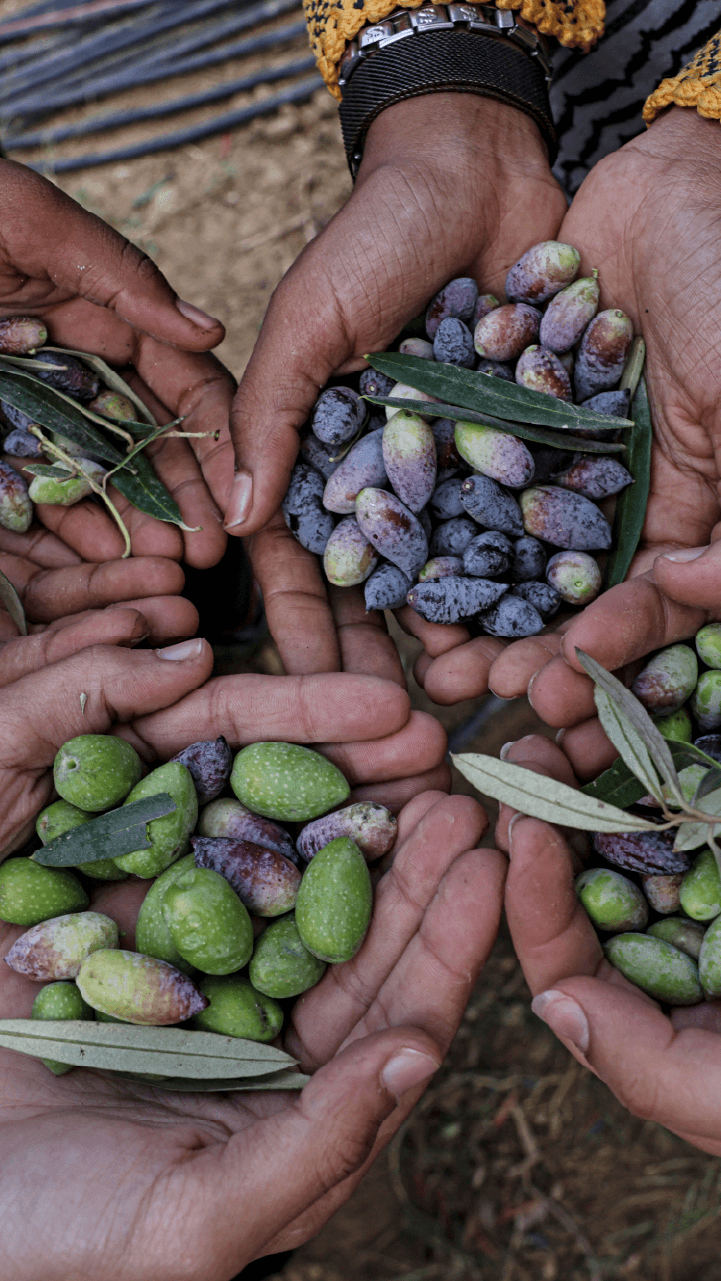 INTERACTIVE - Palestine olive vertical 2-1761756512