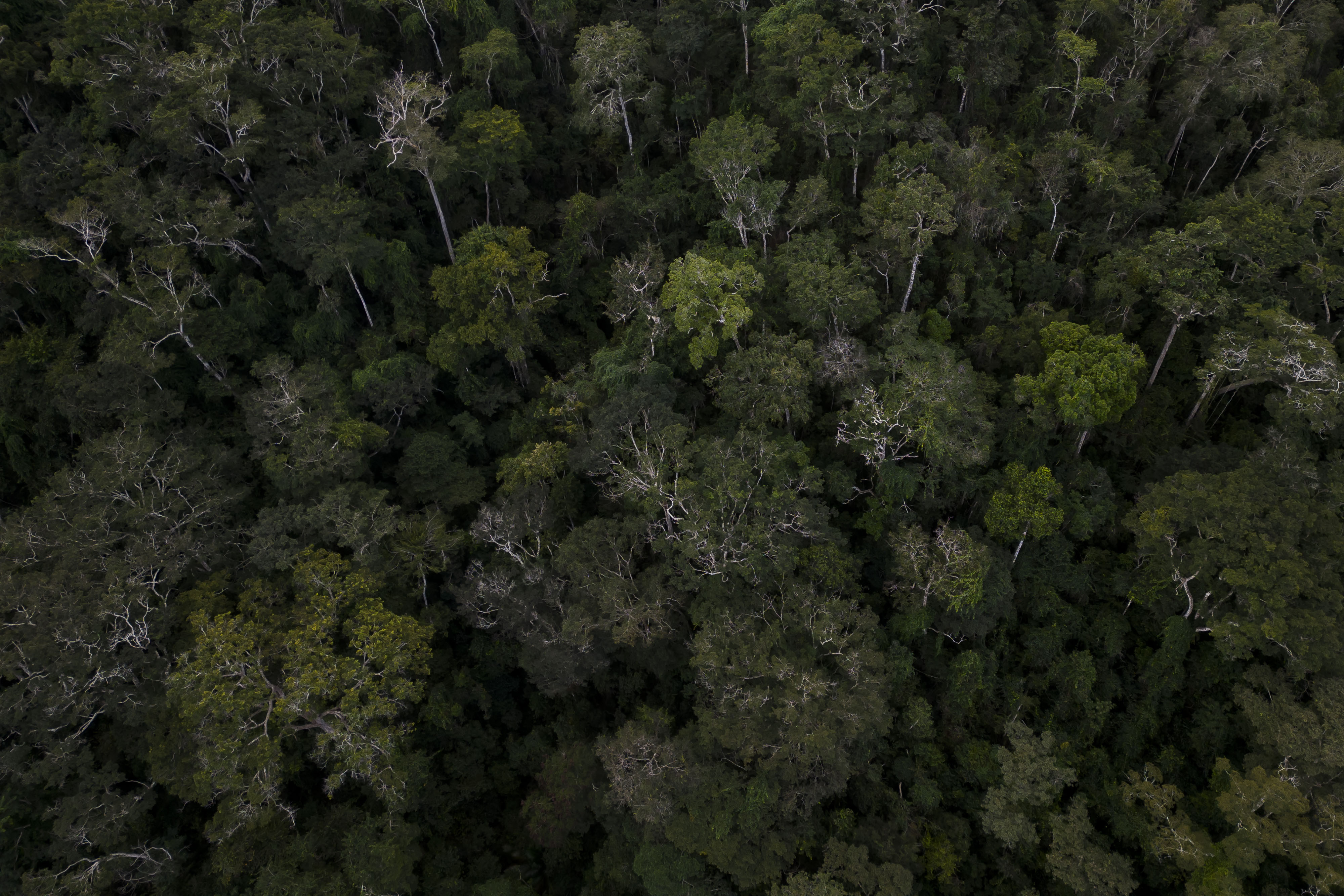 An aerial view of the Atlantic Forest in Brazil