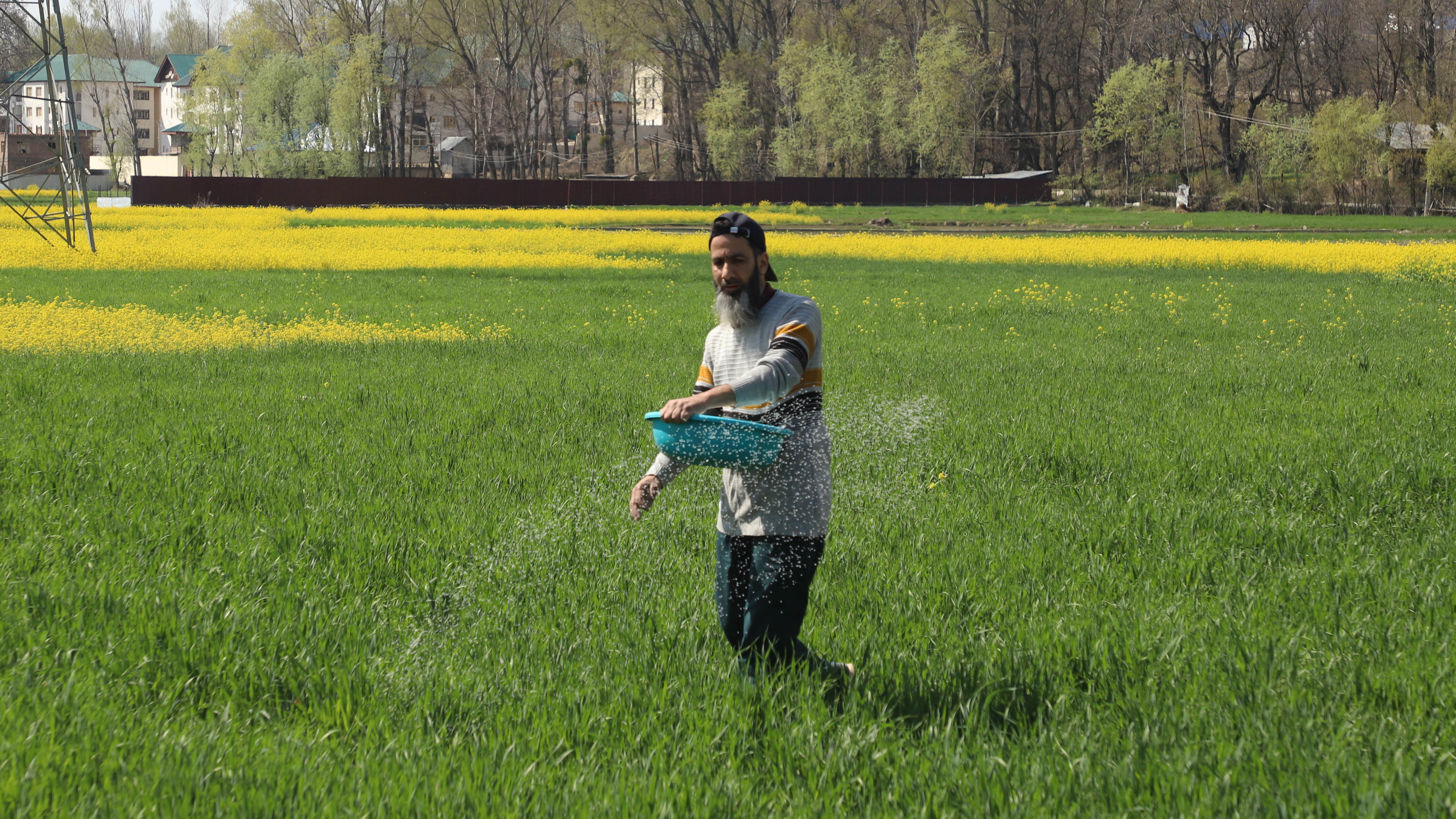 A farm worker spreads fertiliser across a field as part of routine crop management during the growing season in north India