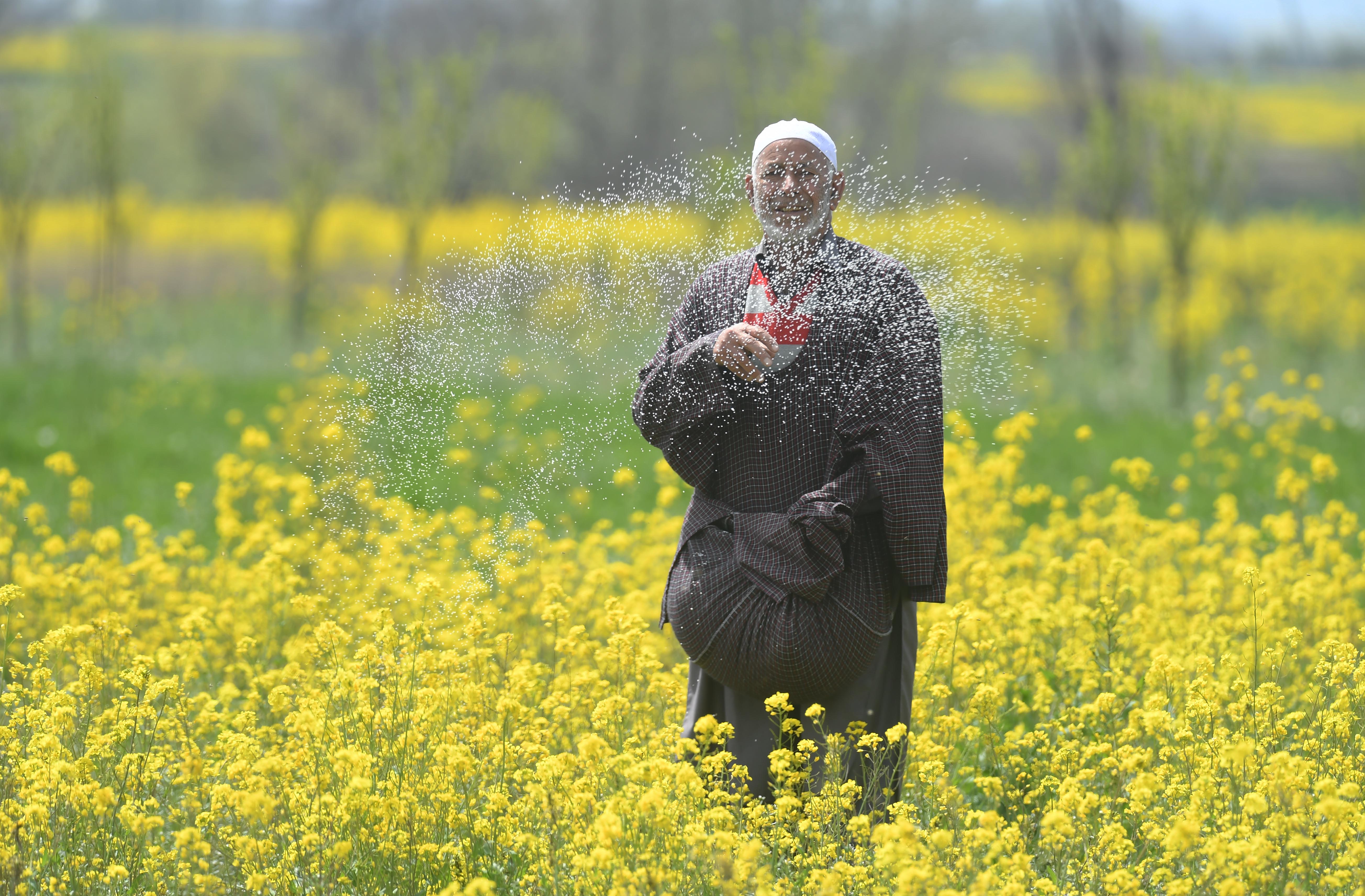 Mustard farmer Ghulam Rasool scatters fertiliser by hand in a field in Pampore, Kashmir, India