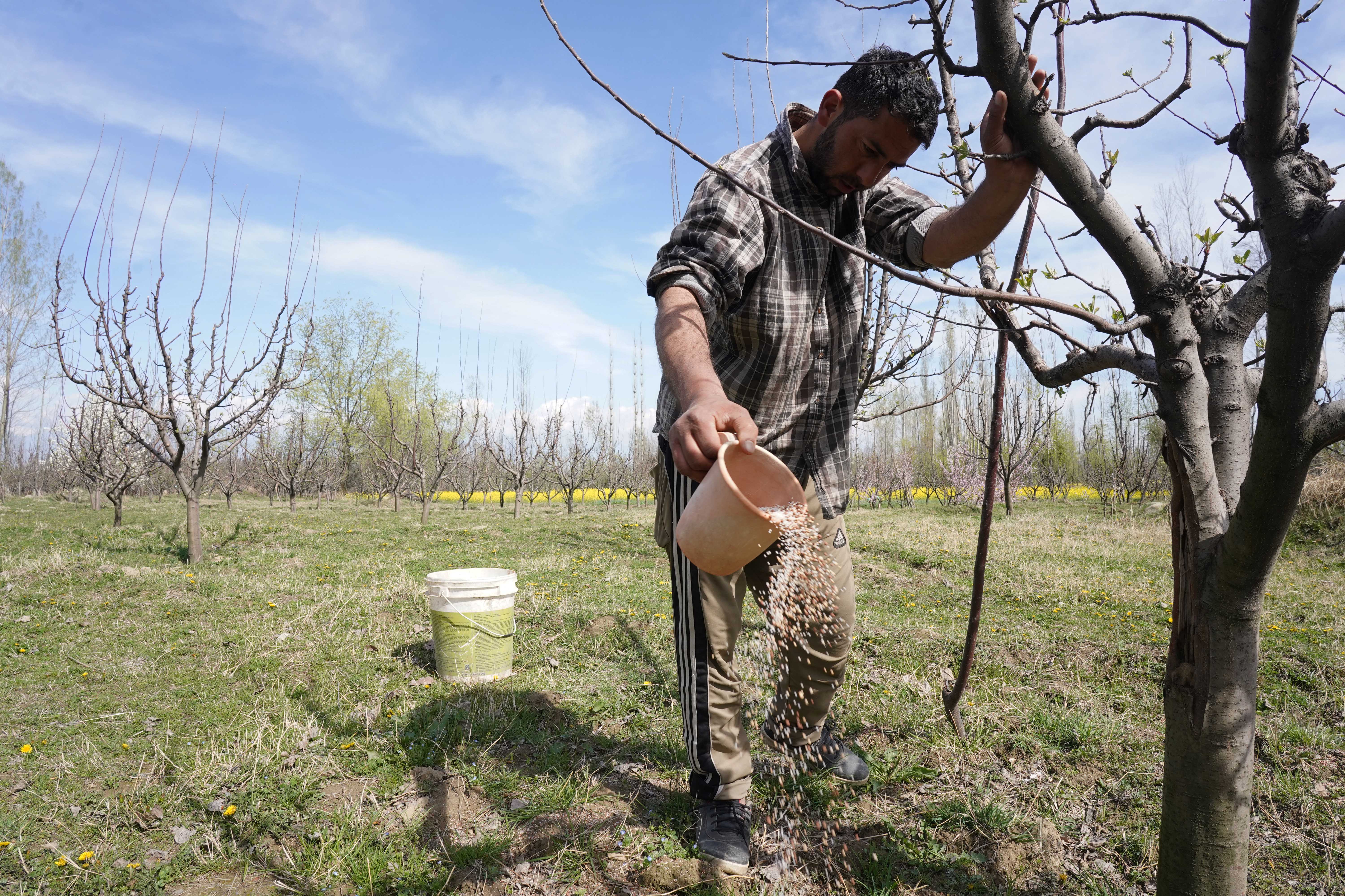 A farmer spreads fertiliser around apple trees in an orchard in Baramulla, Indian-administered Kashmir, March 2026