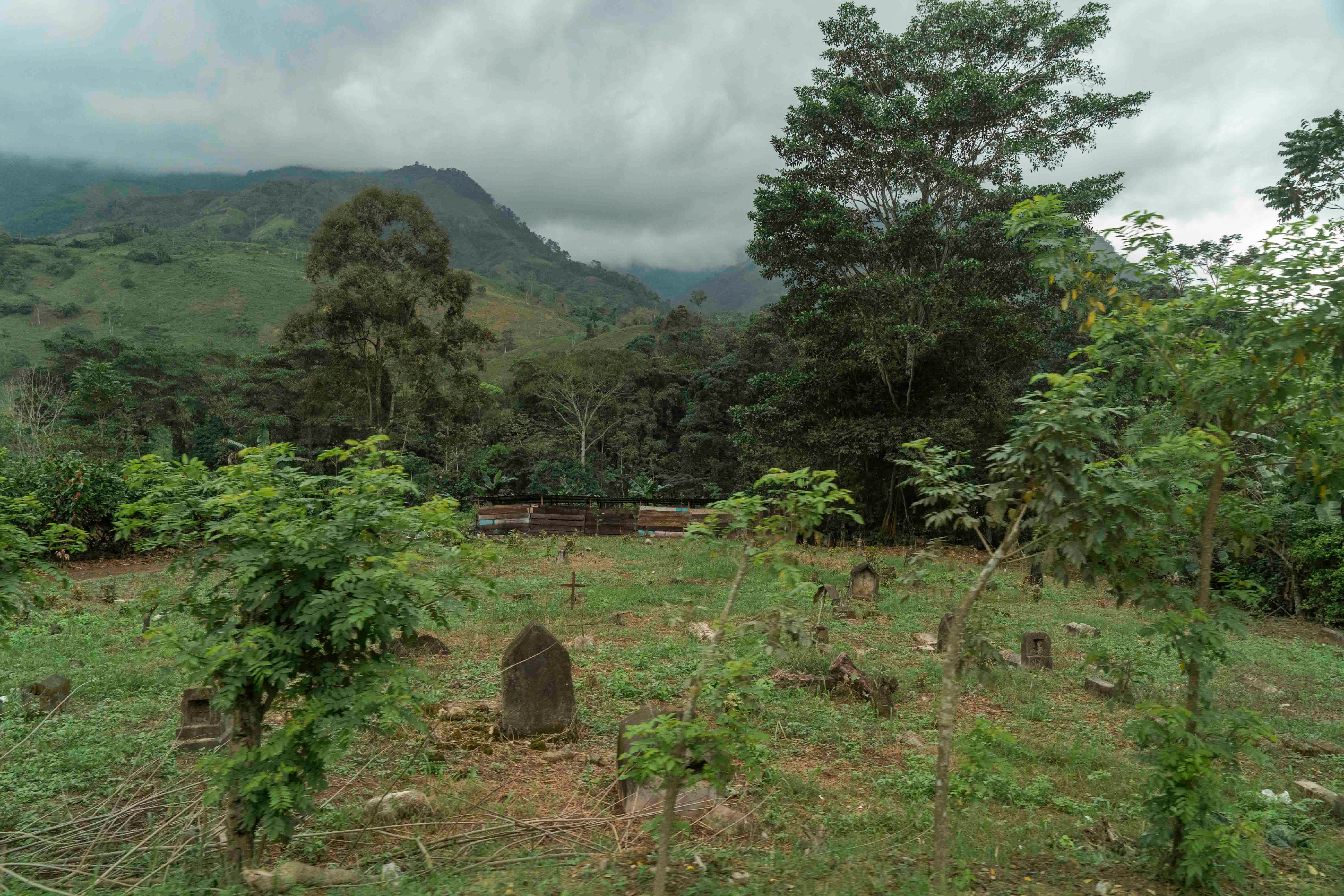 A graveyard with foliage in the background
