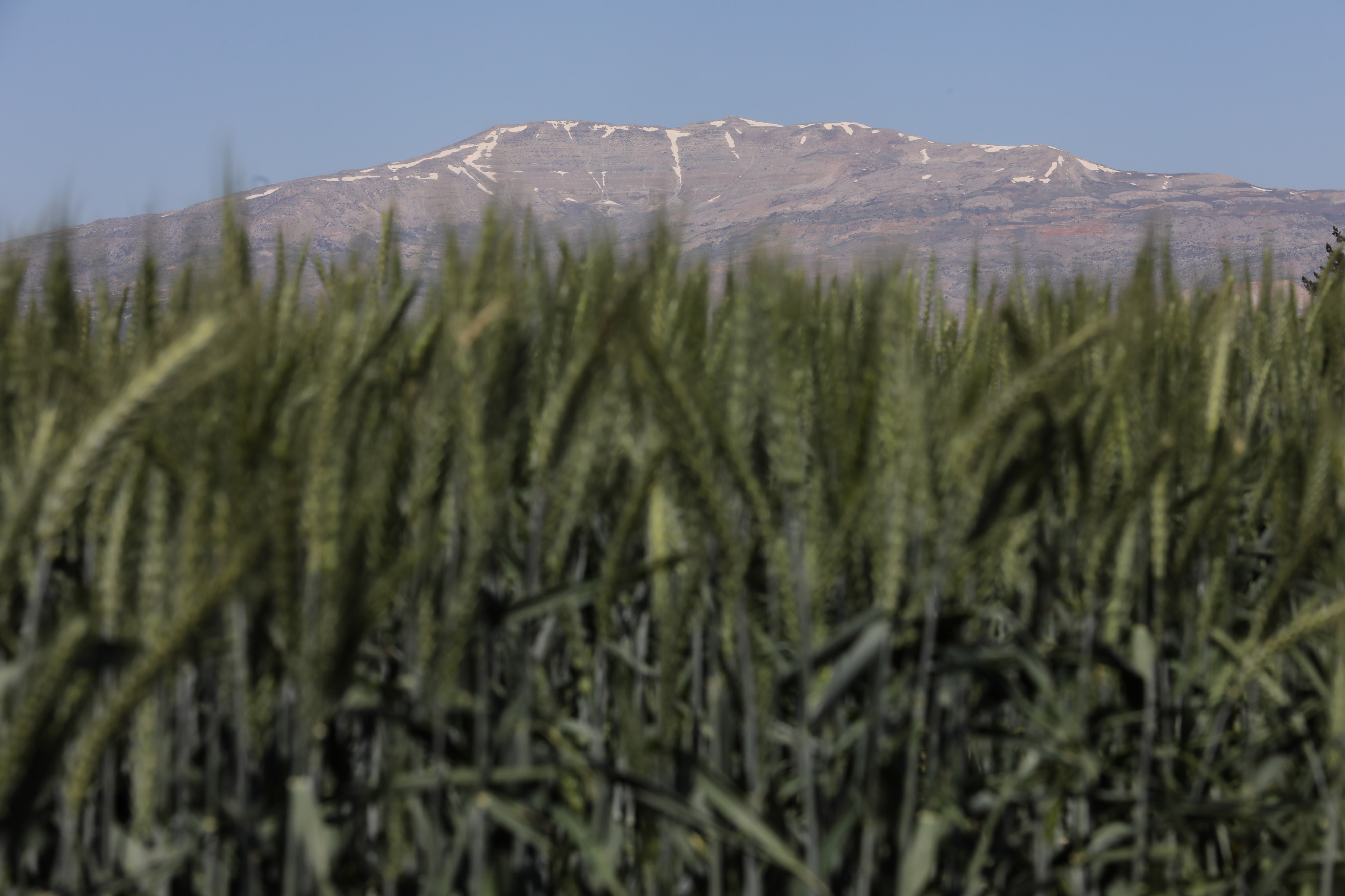 BEKAA, LEBANON - MAY 10: Crops of wheat and barley managed by ICARDA in Terbol village on May 10, 2022 in Bekaa Valley, Lebanon. After the seed bank was evacuated from Aleppo, Syria, in 2015, the International Center for Agricultural Research in the Dry Areas (ICARDA) is housed in Lebanon's Bekaa Valley, where the facilities include growing fields, a laboratory, nurseries, and a gene bank of thousands of catalogued seeds. (Photo by Marwan Tahtah/Getty images)
