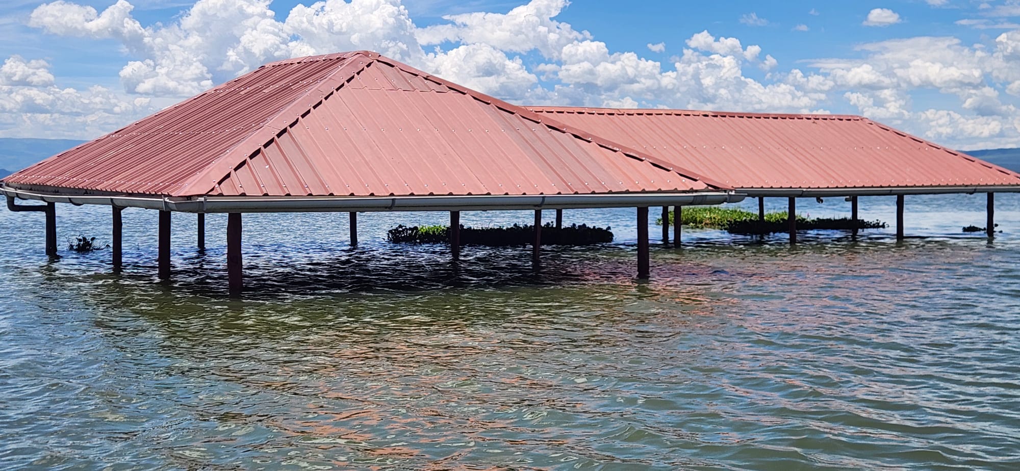 The Wildlife Research and Training Institute (WRTI) wetland research centre in Naivasha has been flooded by rising water levels in Lake Naivasha.