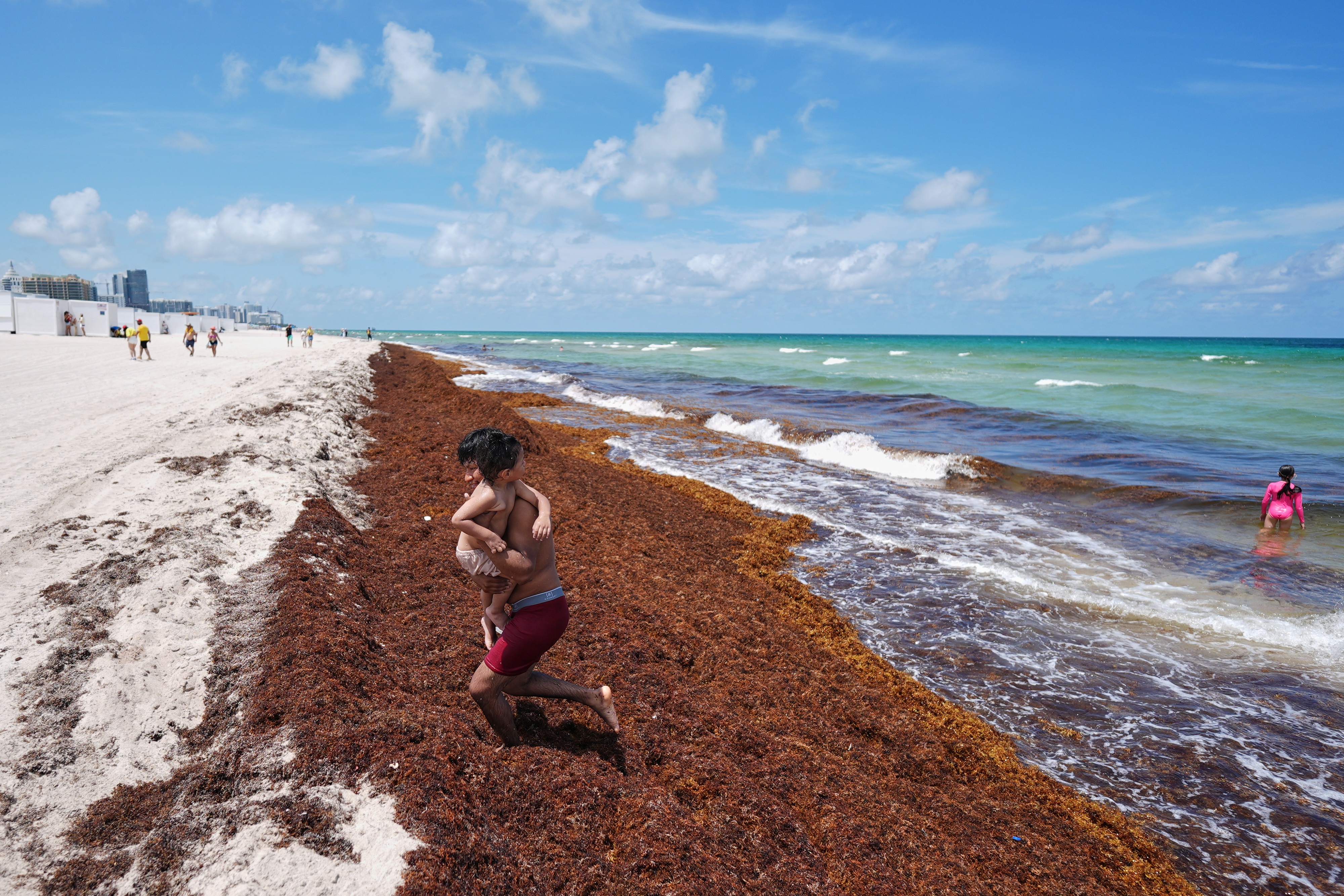 A man carries a child through sargassum seaweed.