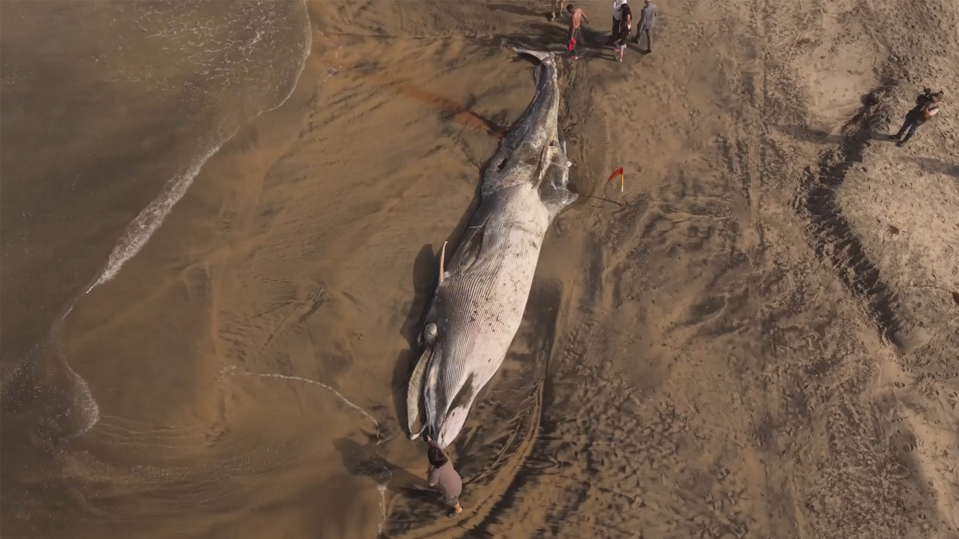 Dead whale on beach