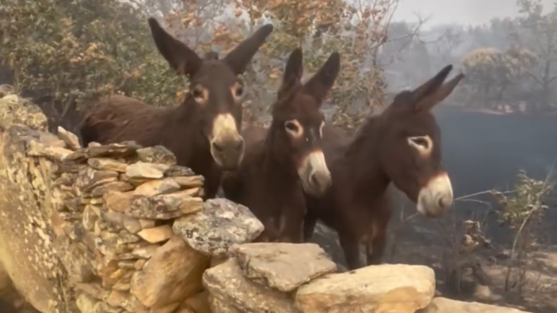 Donkeys