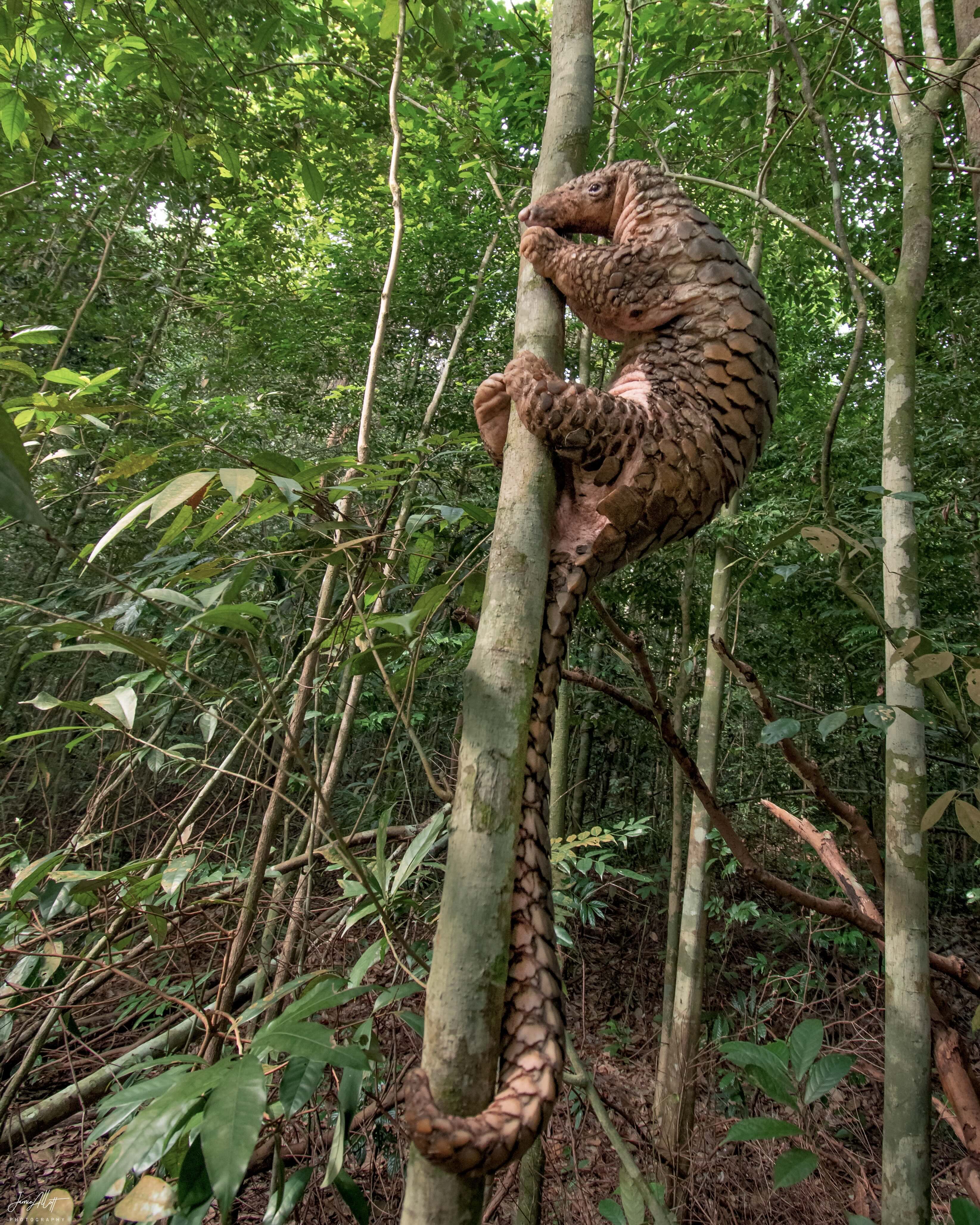 A Sunda pangolin, another critically endangered species, found in Singapore's Central Catchment Nature Reserve. Photo: Photo: Jamie Allott
