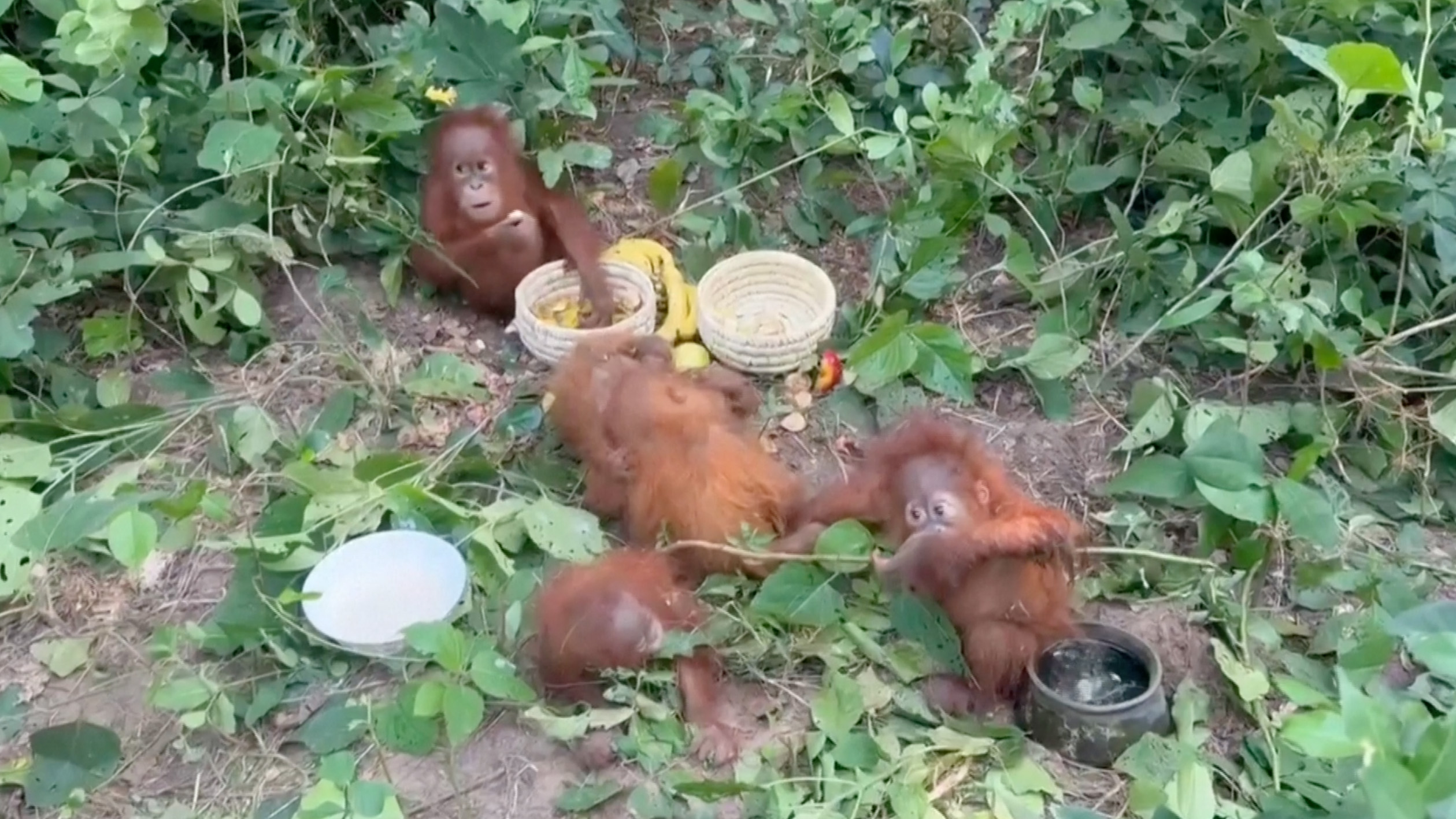 Orangutan