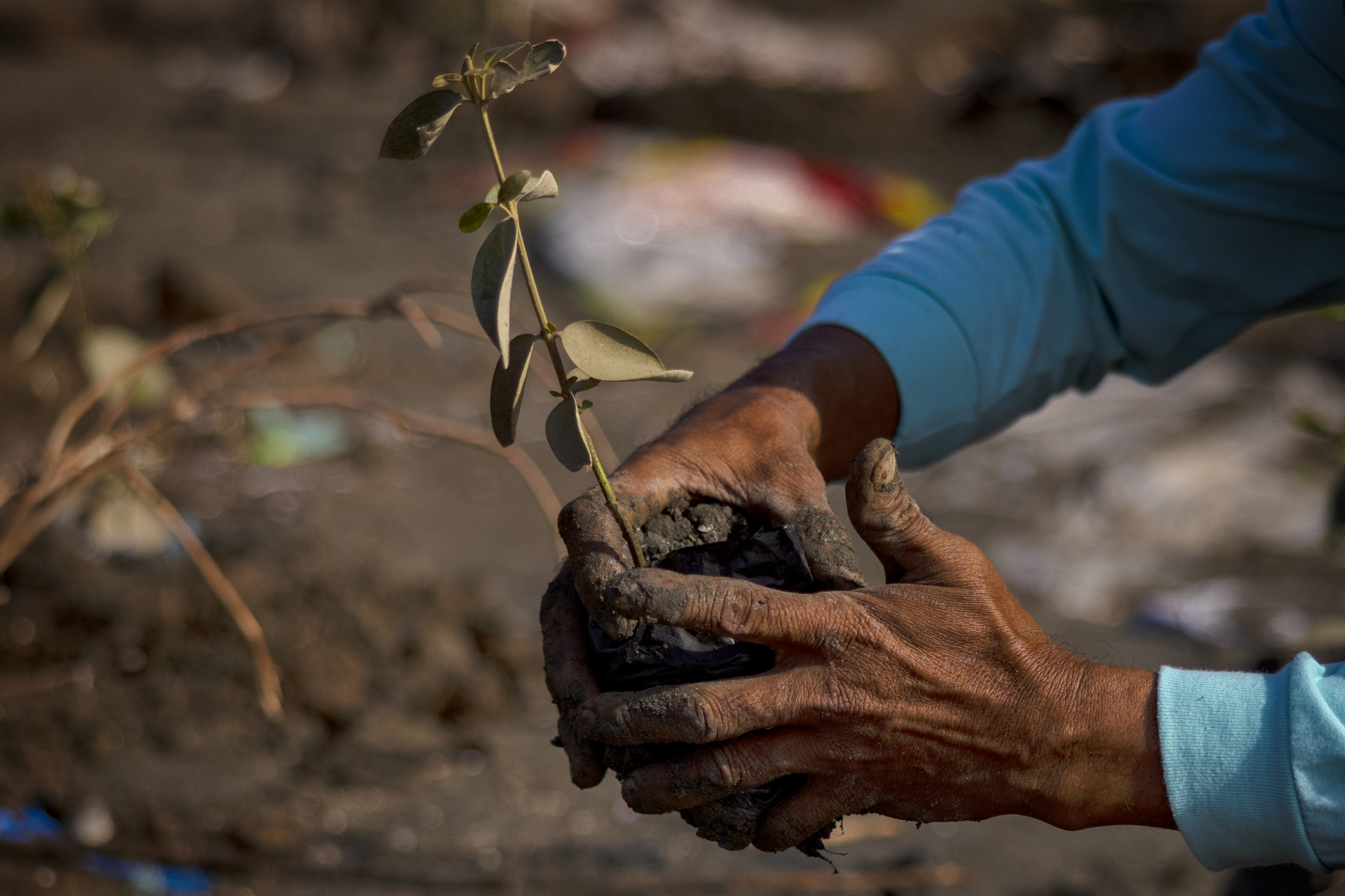 HAGONOY, PHILIPPINES - JANUARY 22: A fisherman plants a mangrove seedling as part of efforts to reduce flooding on January 22, 2026 in Tibaguin Island, Hagonoy, Philippines. In the Philippines’ sinking coastal communities, mangroves have long been planted to slow waves and reduce flooding as tides push farther inland. But residents say extreme weather is washing away more seedlings before their roots can take hold, underscoring how difficult it has become to counter flooding driven by rising seas, land subsidence and coastal development. (Photo by Ezra Acayan/Getty Images)
