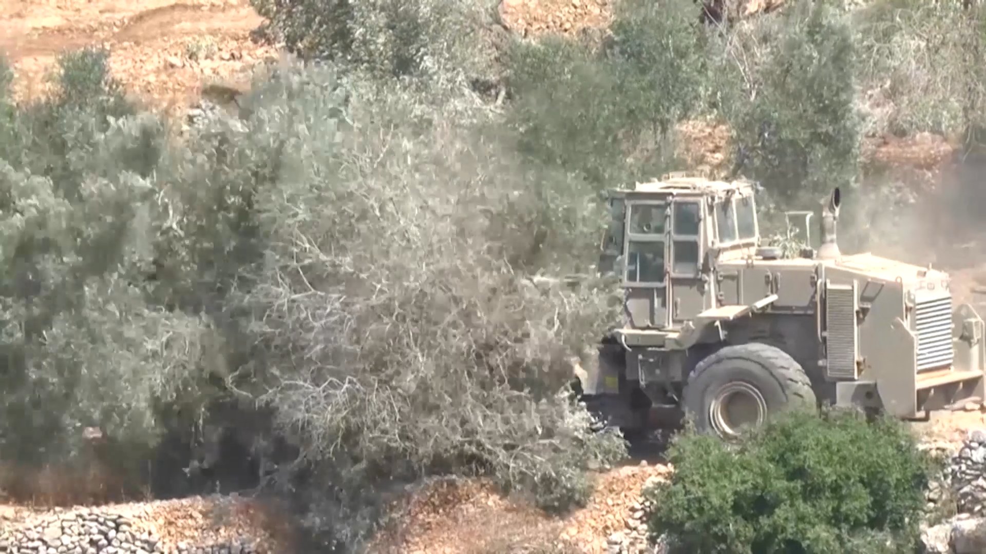 West Bank olive trees