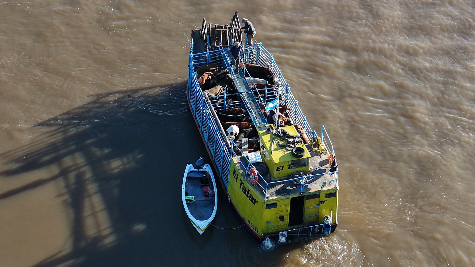 boat carrying cattle